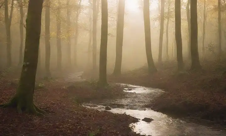 Paisaje de bosque tranquilo con flujo suave que atraviesa