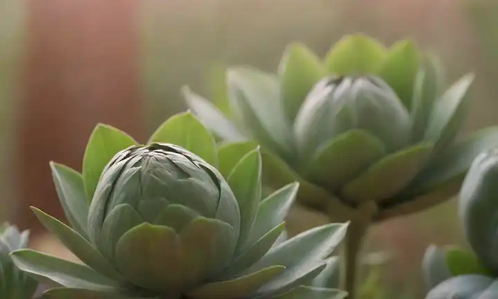 Un entorno suave, natural, unas pocas plantas de alcachofa exuberantes, luz solar suave, colores cálidos, un sutil desenfoque de fondo, un ambiente calmante general, posiblemente con una persona en la distancia relajarse o participar en una actividad saludable, un toque de vegetación y tonos terrenales