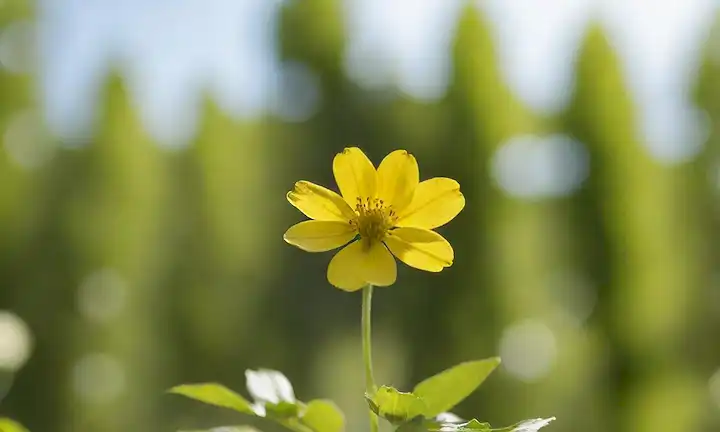 Una delicada flor verde amarillo con una textura ondulada, creciendo sobre un tallo fino contra un cielo azul borroso, rodeado de hojas verdes exuberantes y suave foco de luz solar filtrando a través del follaje, con una sombra sutil resaltando sus detalles intrincados