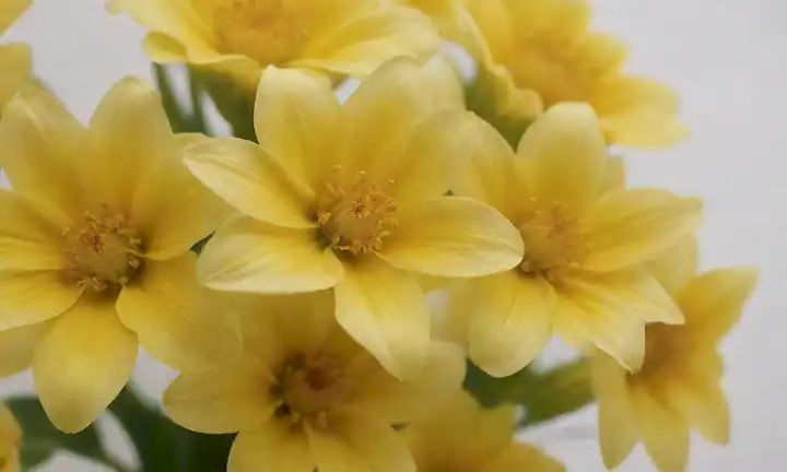 Un delicado ramo de flores amarillas doradas de mano con detalles intrincados, contra un fondo blanco suave y cremoso; patrones suaves y giratorios; y afeitado sutil para transmitir un sentido de ternura; pétalos delicados se desarrollan como soles diminutos