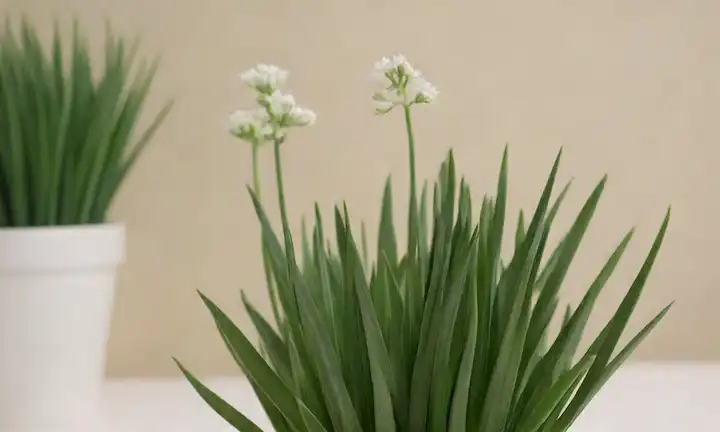 Una planta de chive verde vibrante con flores blancas delicadas floreciendo