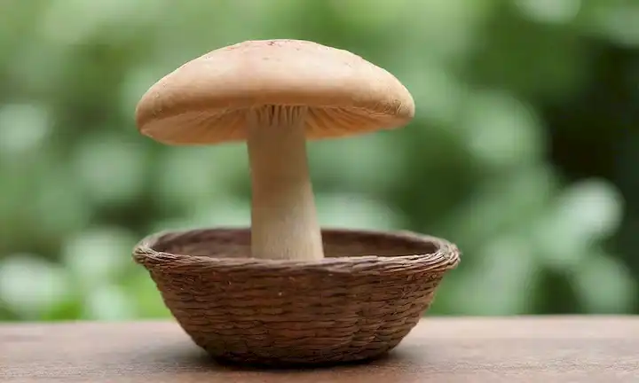 Una gorra de hongo fresca, color marrón claro, ginebras visibles, tallo ligeramente curvado, hojas verdes en el fondo, mesa de madera o canasta en contexto, enfoque suave, luz natural, tono cálido, atmósfera terrestre