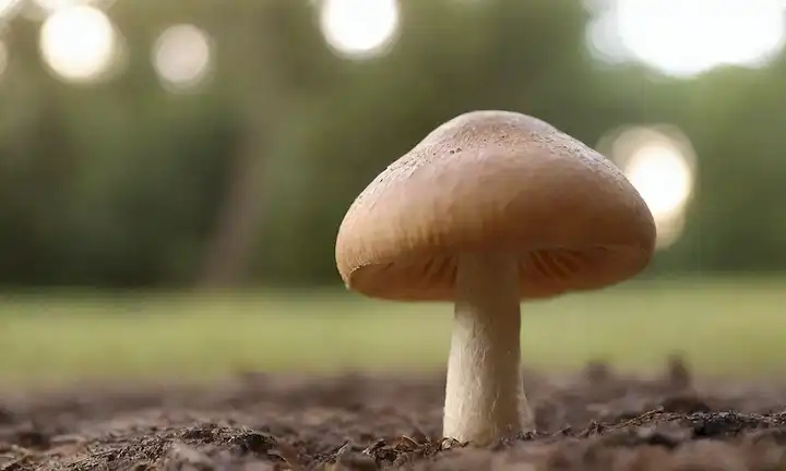 Un disparo de cerca, iluminación brillante, colores cálidos, un solo hongo, entorno natural, tono rústico, terrenal, textura orgánica, composición sencilla, enfoque suave