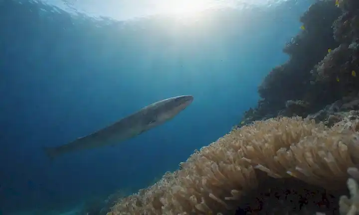 Natación de conger fresca en un océano azul claro con escuelas de peces pequeños