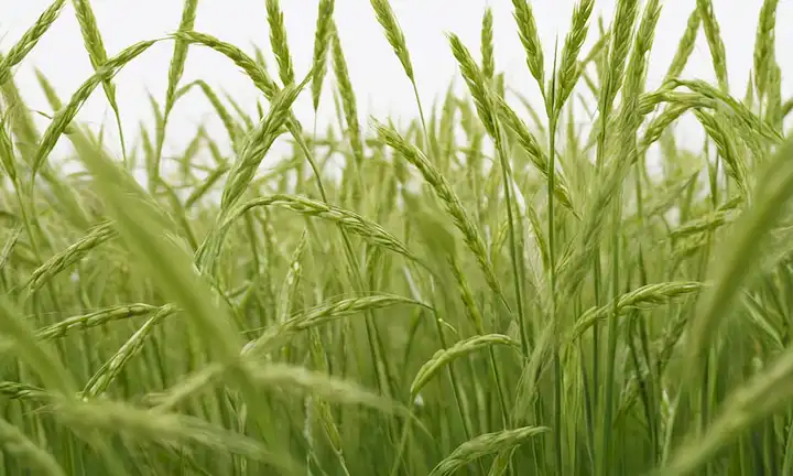 Granos de avena verde con un toque de amarillo sobre un fondo blanco, rodeado de luz suave, curvas suaves y textura sutil, que transmite un sentido de frescura y salud