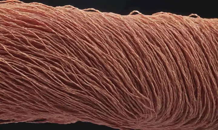 ilustración 3D de una fibra muscular con miofibras rápidas resaltadas en colores atrevidos, rodeada de fibras más lentas en tonos mudos, con estriaciones sutiles y capas de sarcolemma visibles Las fibras están incrustadas dentro de un fondo suave y translúcido que representa el endomio, con indicios de vasos sanguíneos y tejido conectivo en la periferia