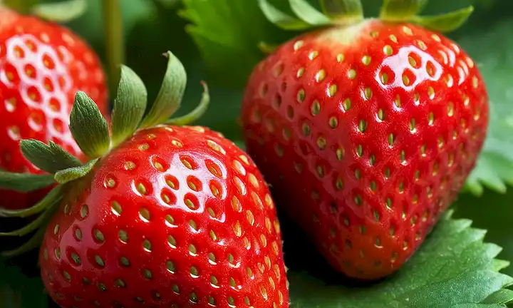 Una fresa madura con un color rojo brillante, enclavada entre hojas verdes, sobre un fondo borroso, rodeada de fresas frescas y vegetación, con luz natural suave