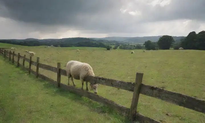 Un paisaje sereno con ovejas pastosas, prados verdes exuberantes, luz solar filtrando a través de nubes, una cerca rústica, un toque de antigüedad, un sentido de sostenibilidad