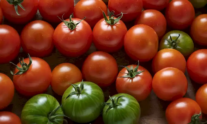 tomates frescos, colores vibrantes, formas y tamaños variados, luz natural, fondo rústico, tonos terrenales, hojas, tallos, sombras sutiles