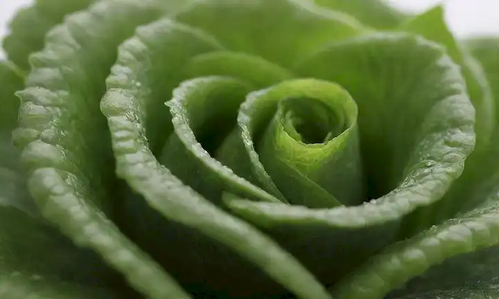 una hortaliza de hoja verde vibrante, textura fresca y crujiente, bordes ligeramente curvados, un brillo sutil de rocío o humedad, sin signos de marchitar o dorar, en un fondo blanco limpio, con sombras suaves y relieves