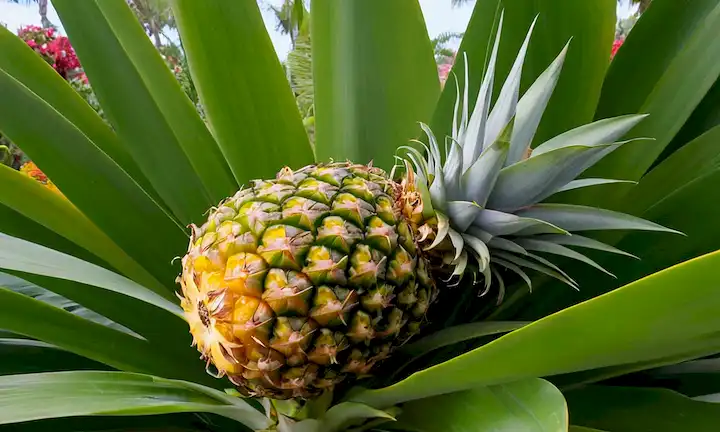 Una piña colorida y vibrante con hojas verdes exuberantes, una cáscara de color amarillo y un interior jugoso; rodeada de follaje tropical con un fondo soleado cálido, que transmite frescura y vitalidad