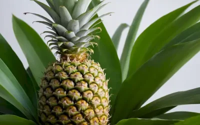 Piña recién escogida rodeada de exuberantes hojas verdes en un fondo blanco
