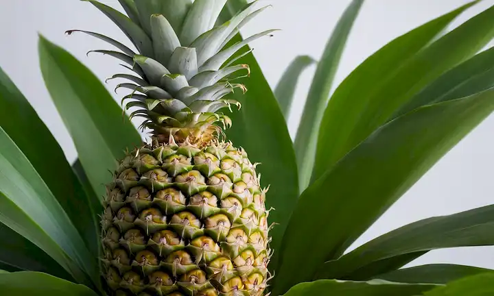 Piña recién escogida rodeada de exuberantes hojas verdes en un fondo blanco