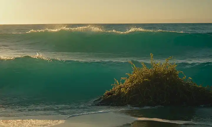 Un fondo marino serena y color turquesa, una cresta de oro estilizada en primer plano con ondas de agua subtly integrada en su diseño, una suave luz solar que arroja un resplandor cálido, y elementos delicados y brillantes que flotan alrededor de ella