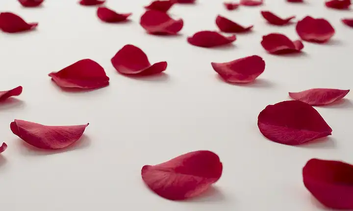 Pétalos de rosa fresca dispersos en un fondo blanco con algunas hojas y tallos visibles; enfoque sutil en el centro con iluminación suave; curvas suaves y formas orgánicas transmiten belleza natural y sencillez