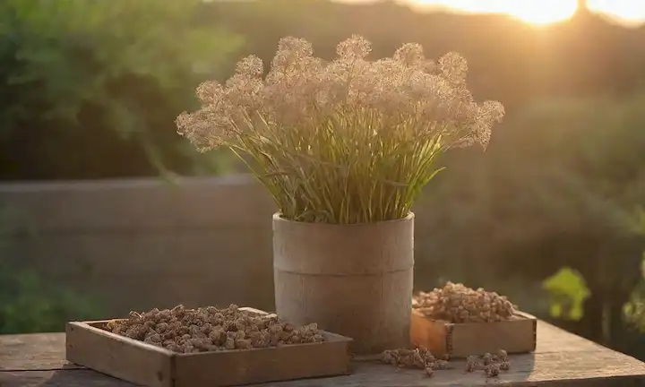 Recién cosechado apium graveolens tallos con hojas y umbeles en un fondo natural, tal vez algunas cajas de madera o una cesta rústica en primer plano, capturando suave luz dorada de arriba, enfoque sutil en algunas semillas maduras y tallos, toque de vegetación alrededor de los bordes