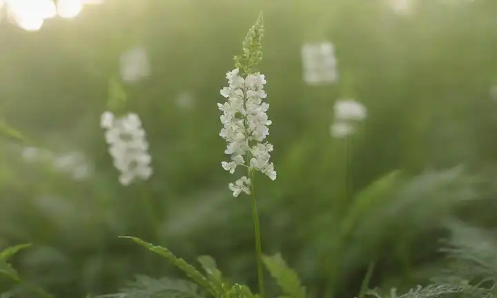 Una planta frondosa verde vibrante con un tallo robusto, delicadas flores blancas y frondosas plumas, situada en un fondo natural con sutil afeitado, que transmite frescura y serenidad
